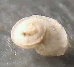 Anatoma aspera e  A. umbilicata